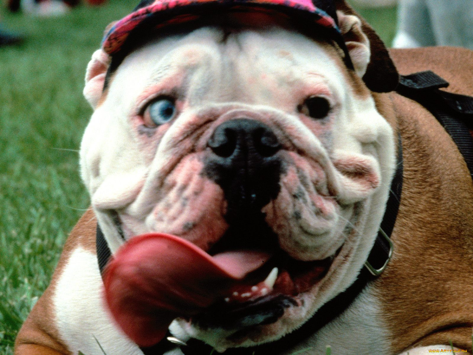 dog, gone, funny, , 